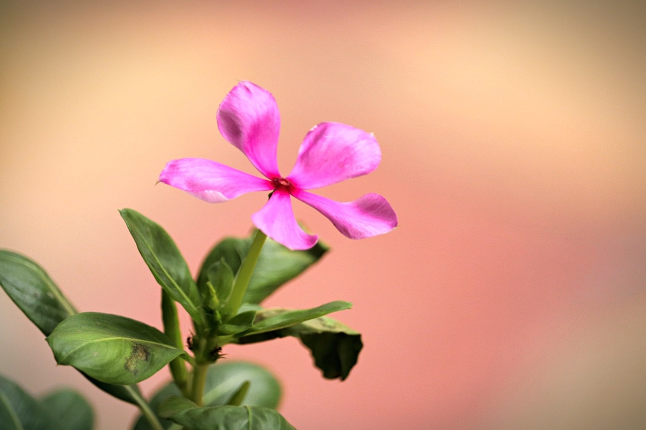 flower  beauty  blossom free photo