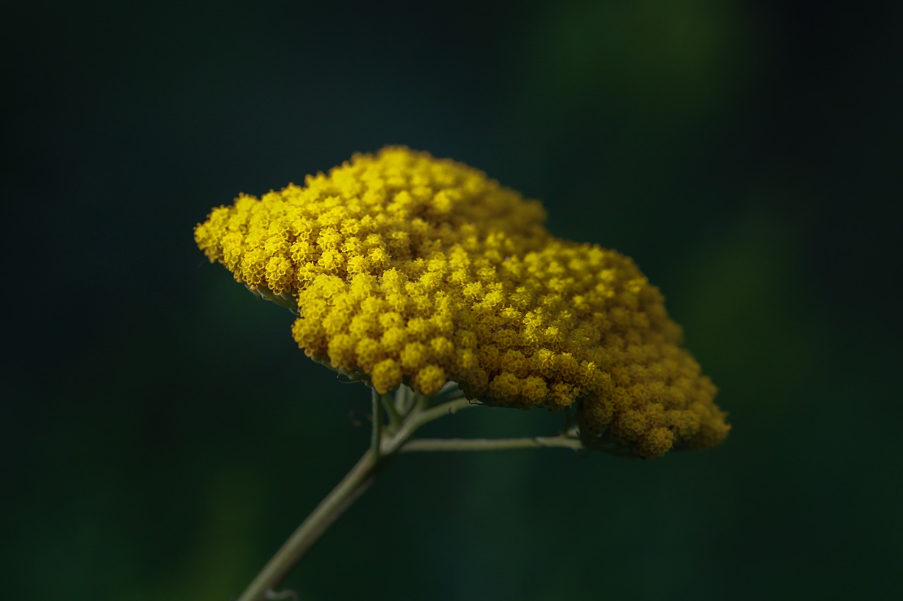 flower  yellow  nature free photo