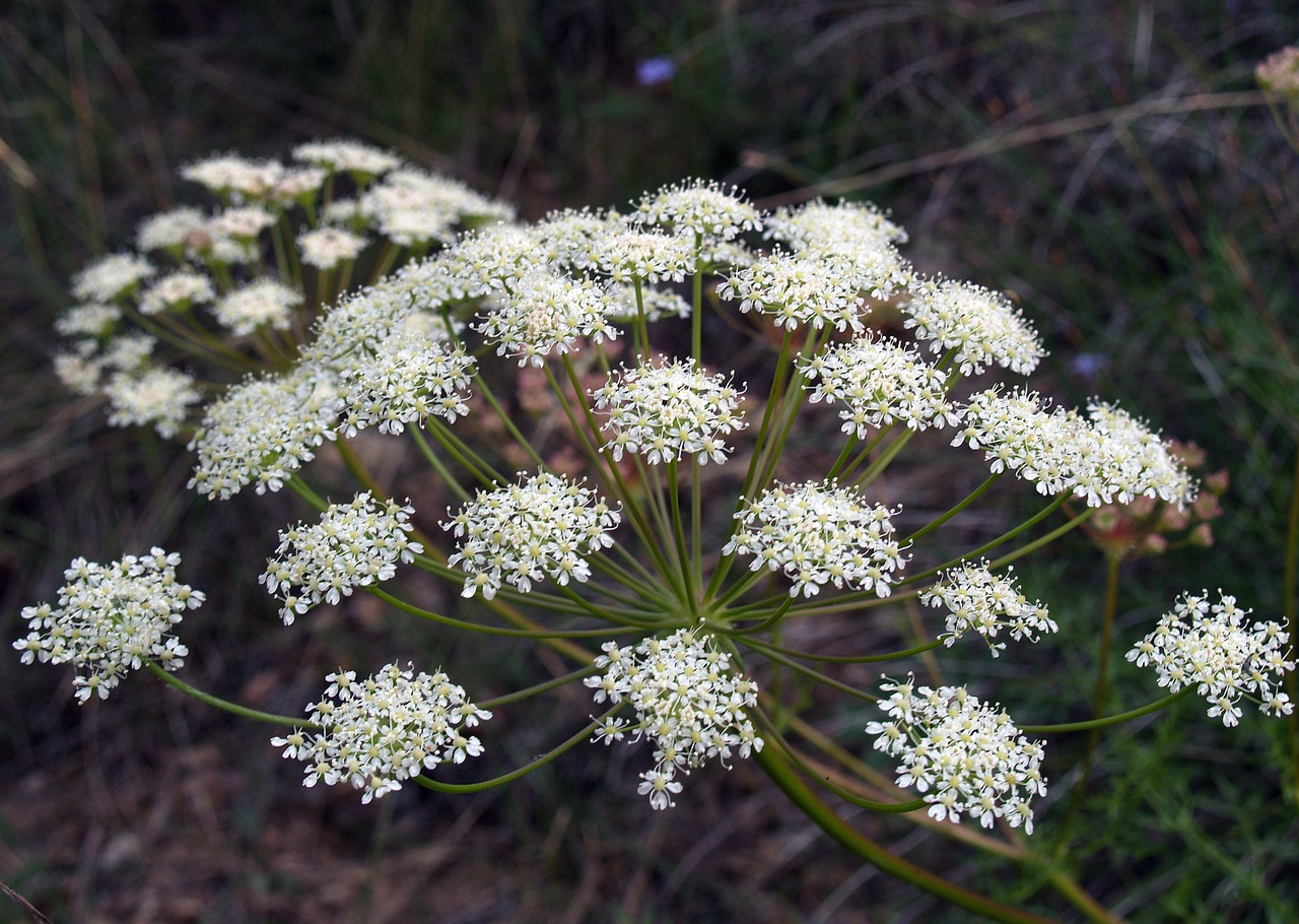 flower white green free photo