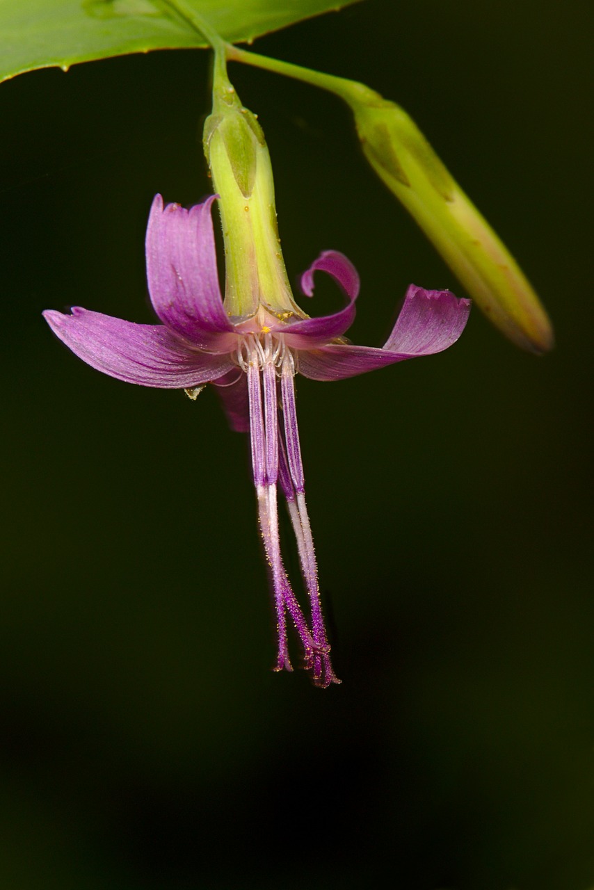 flower  summer  macro free photo