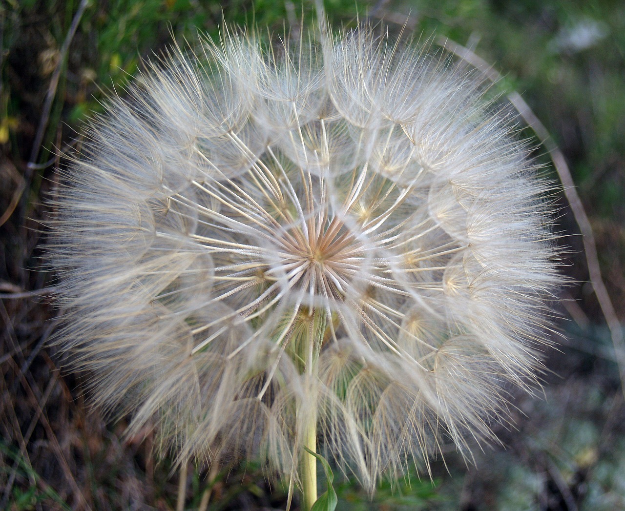 flower dandelion nature free photo