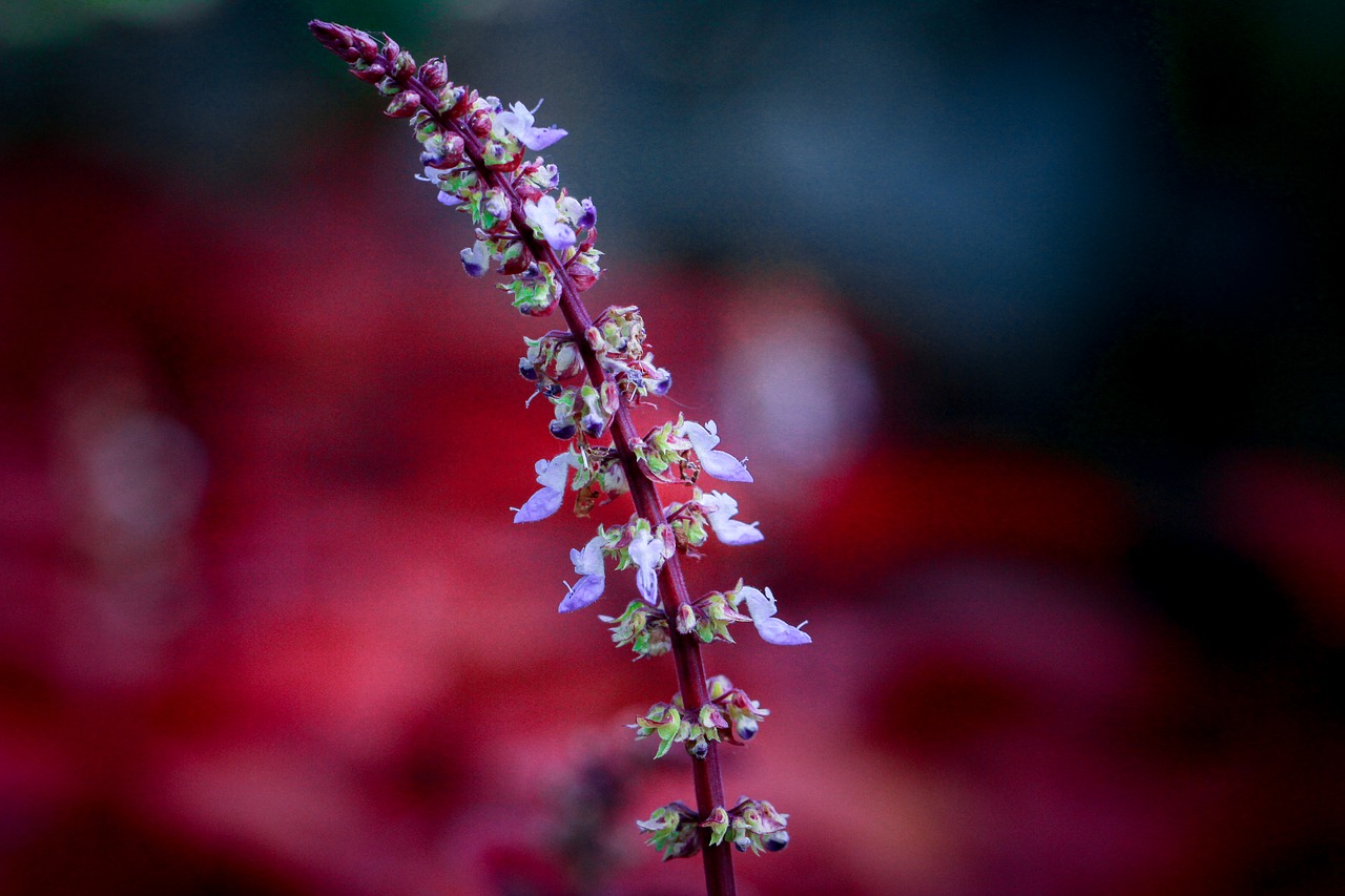 flower  red  violet free photo