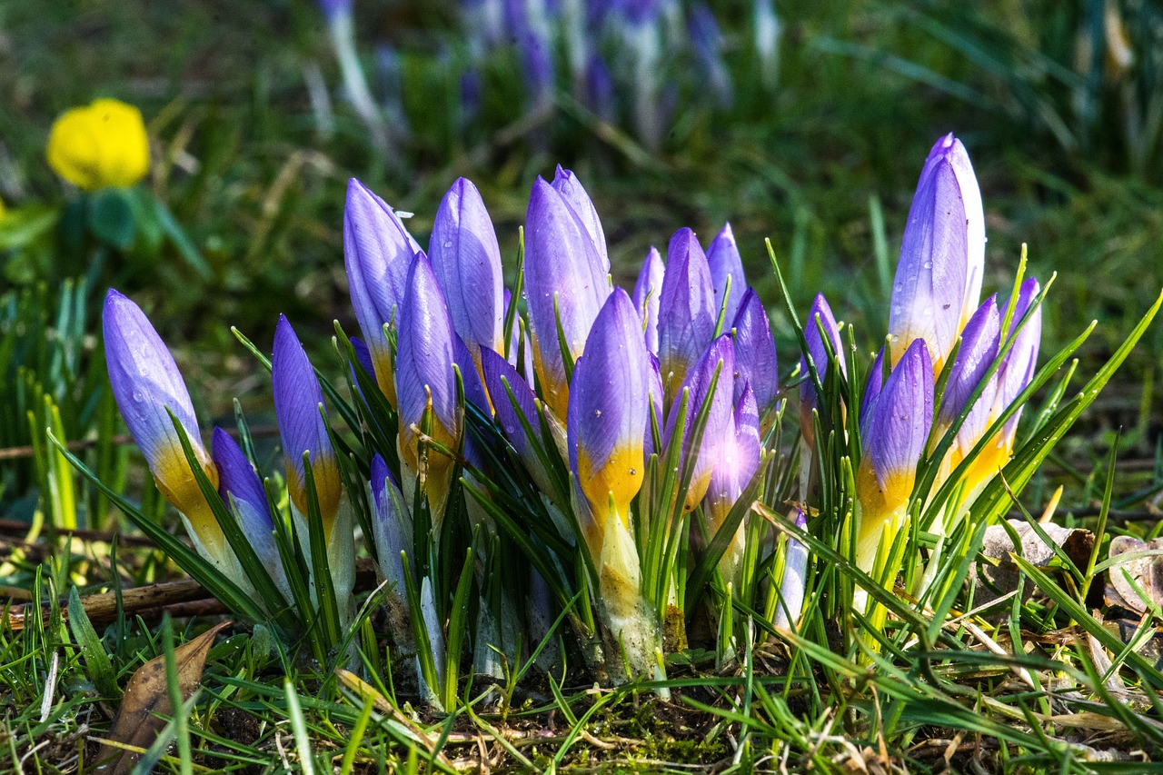 flower  crocus  purple free photo