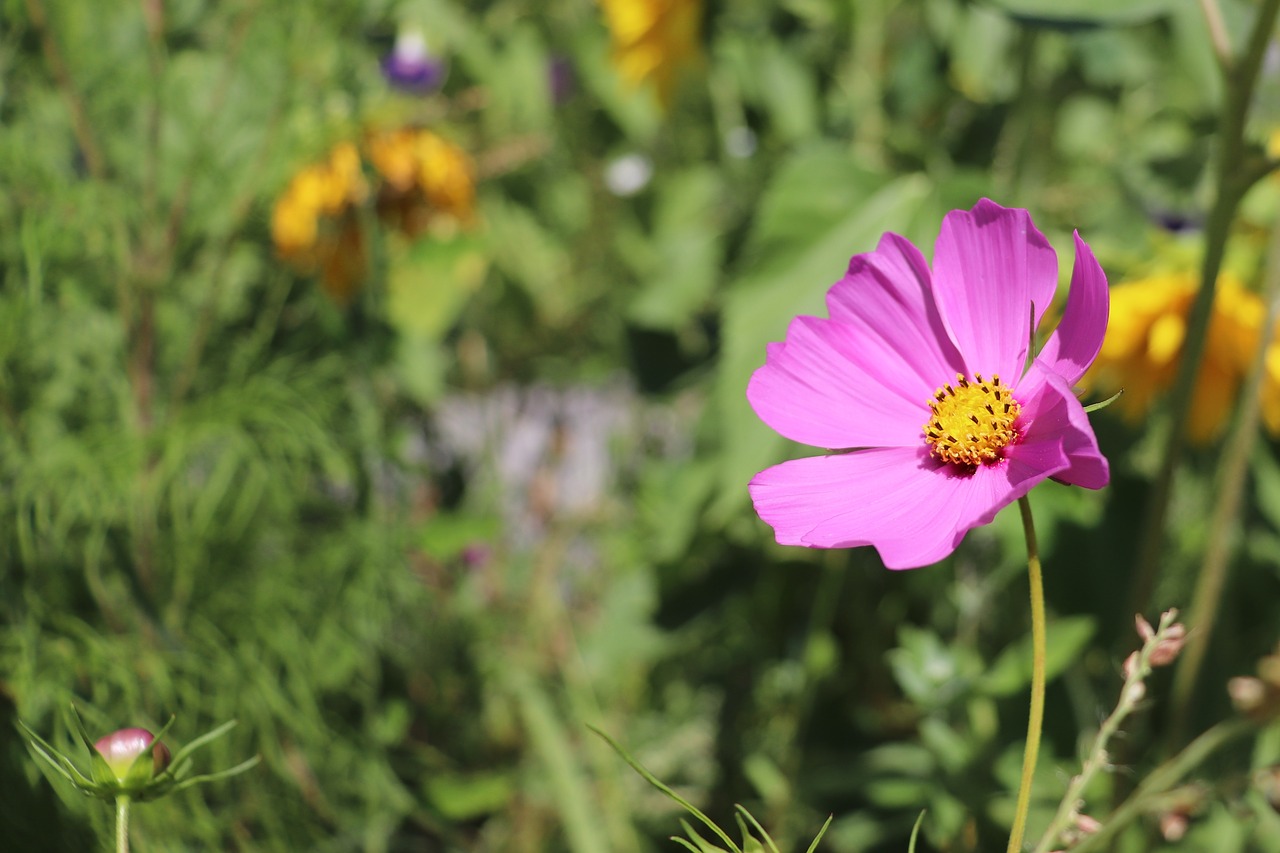 flower  meadow  nature free photo