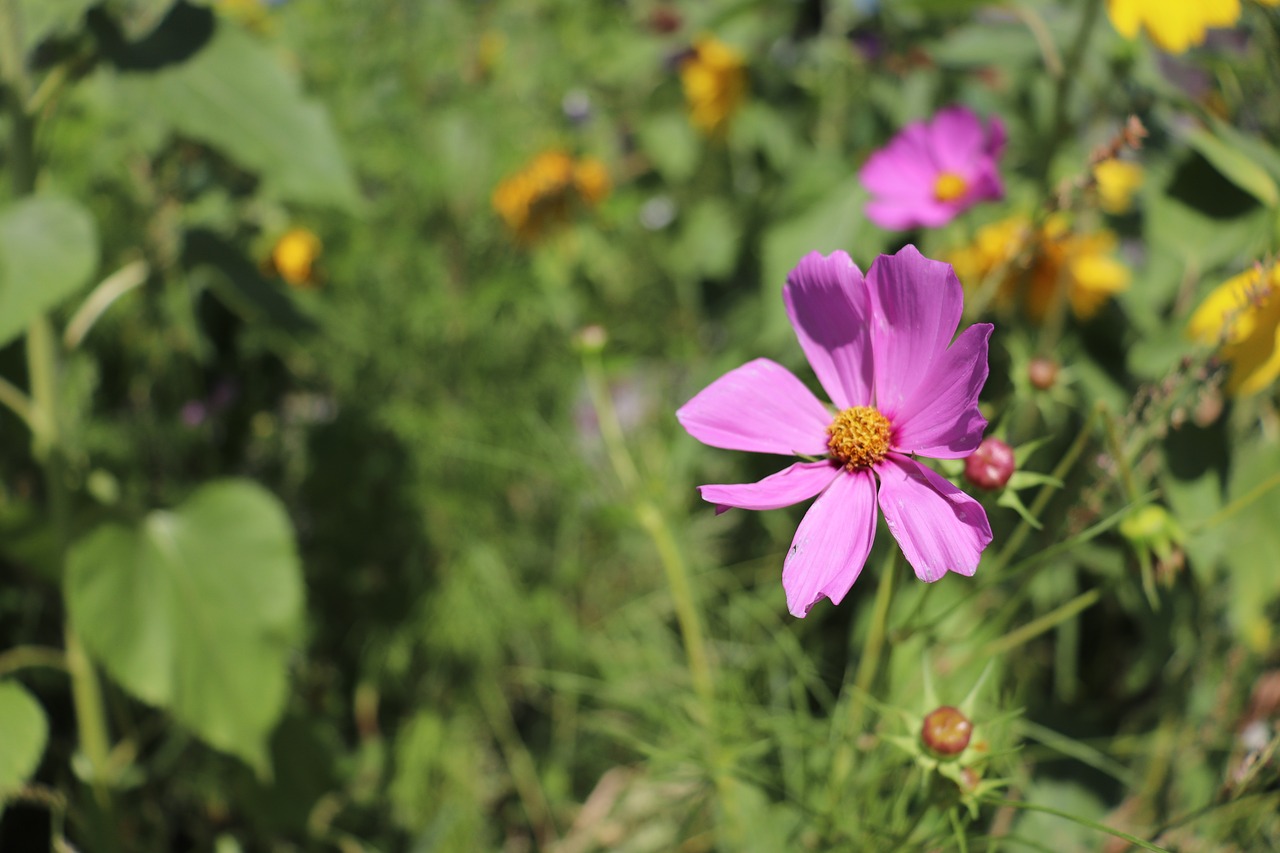 flower  meadow  nature free photo