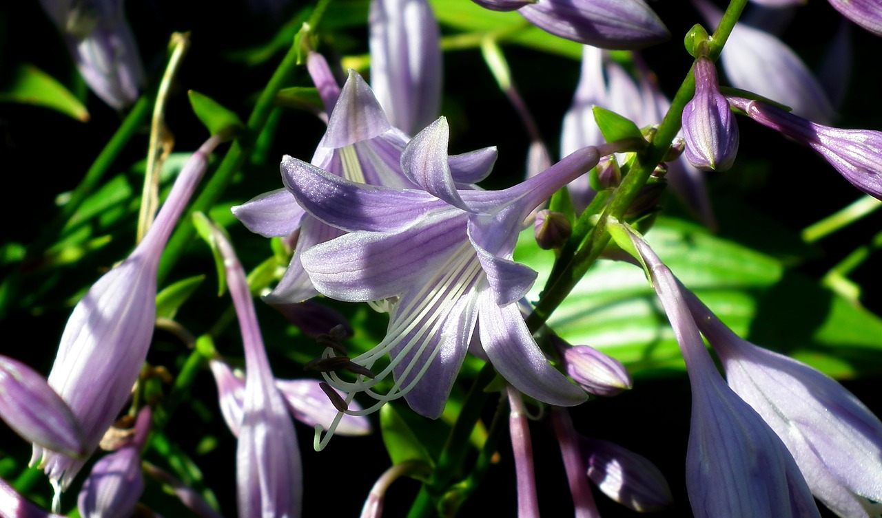 flower  hosta leaf  garden free photo