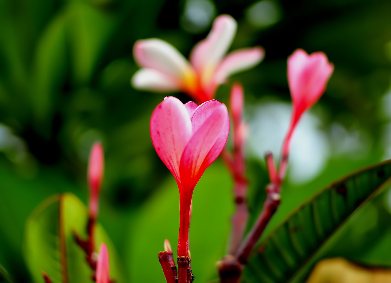 flower  plant  outdoor free photo