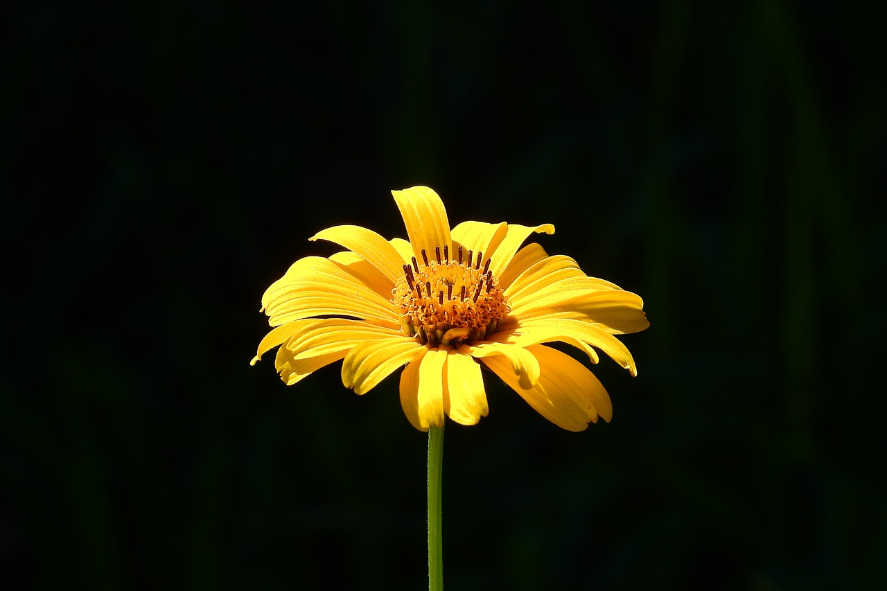 flower  yellow  nature free photo