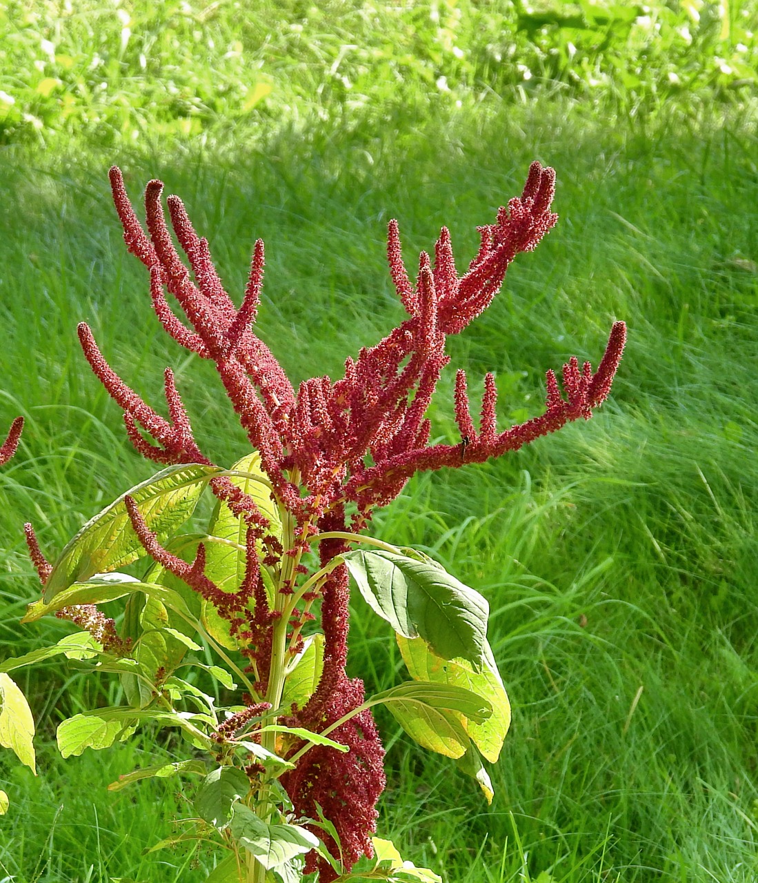 flower  plant  garden free photo