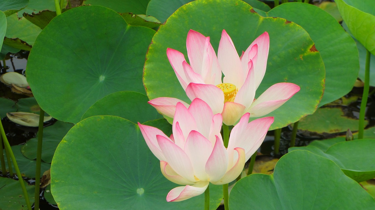 flower  lotus  pond free photo