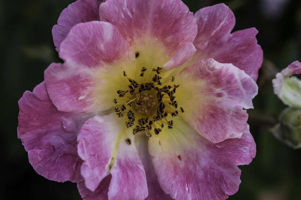 flower  pink  pollen free photo