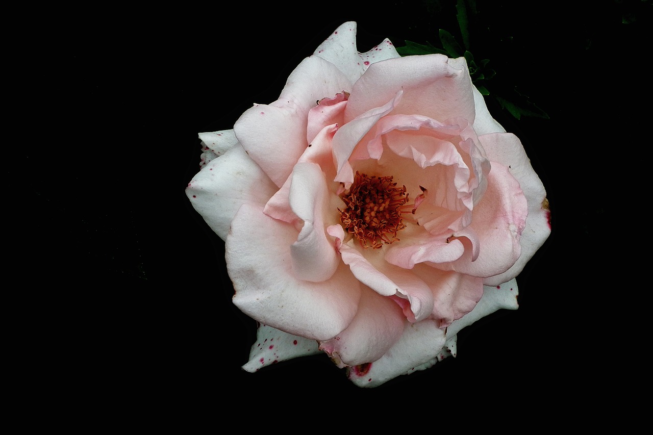 flower  rose  pink free photo