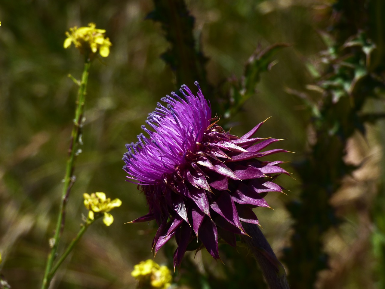 flower  thistle  countryside free photo