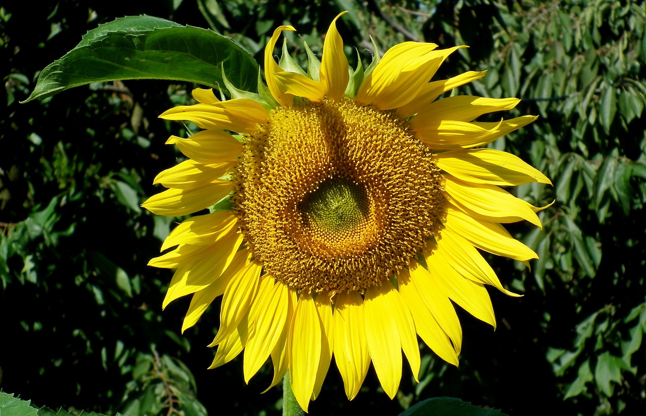 flower  sunflower  yellow free photo