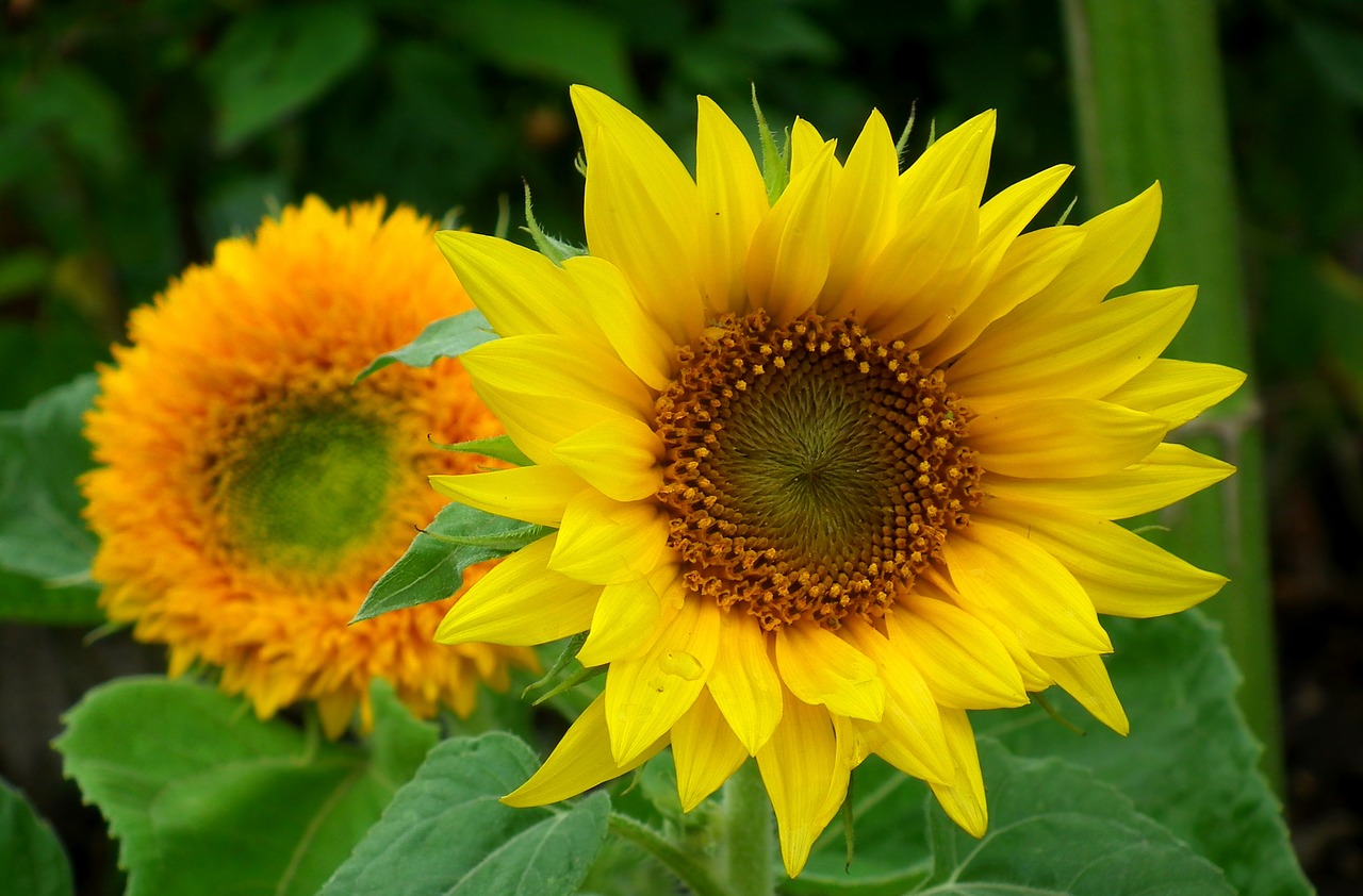 flower  sunflower  yellow free photo