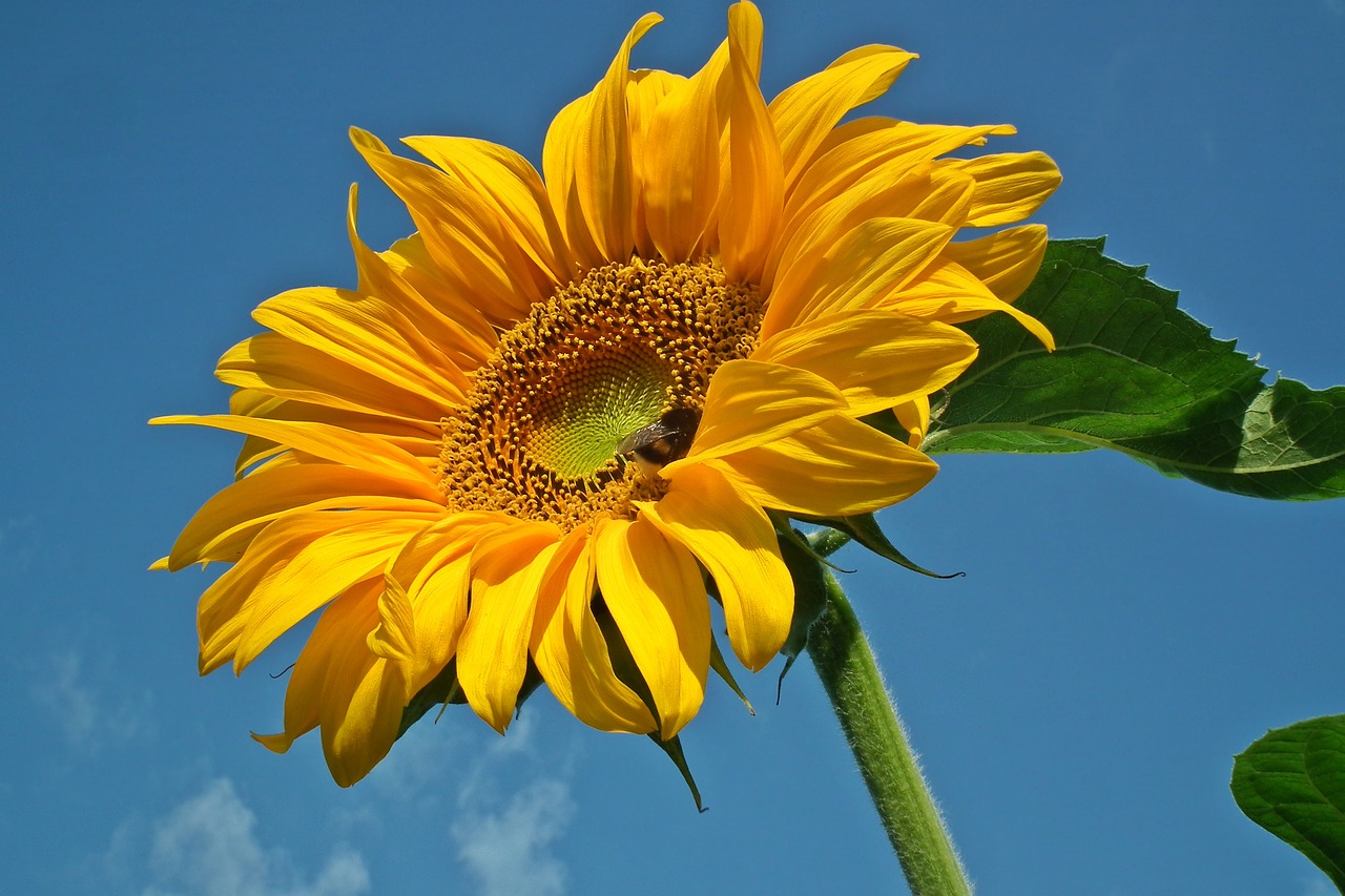 flower  sunflower  yellow free photo