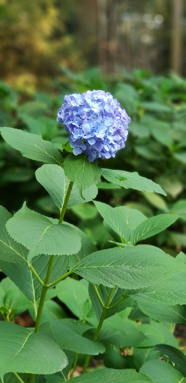 flower  purple  green free photo