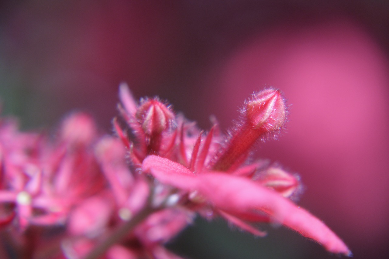 flower  red  cocoon free photo