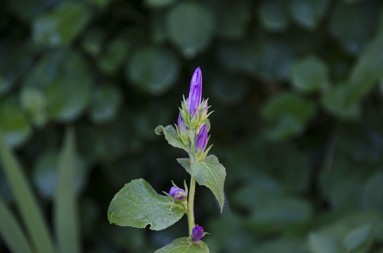 flower  violet  green free photo