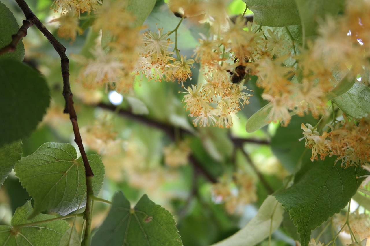 flower  tea  summer free photo