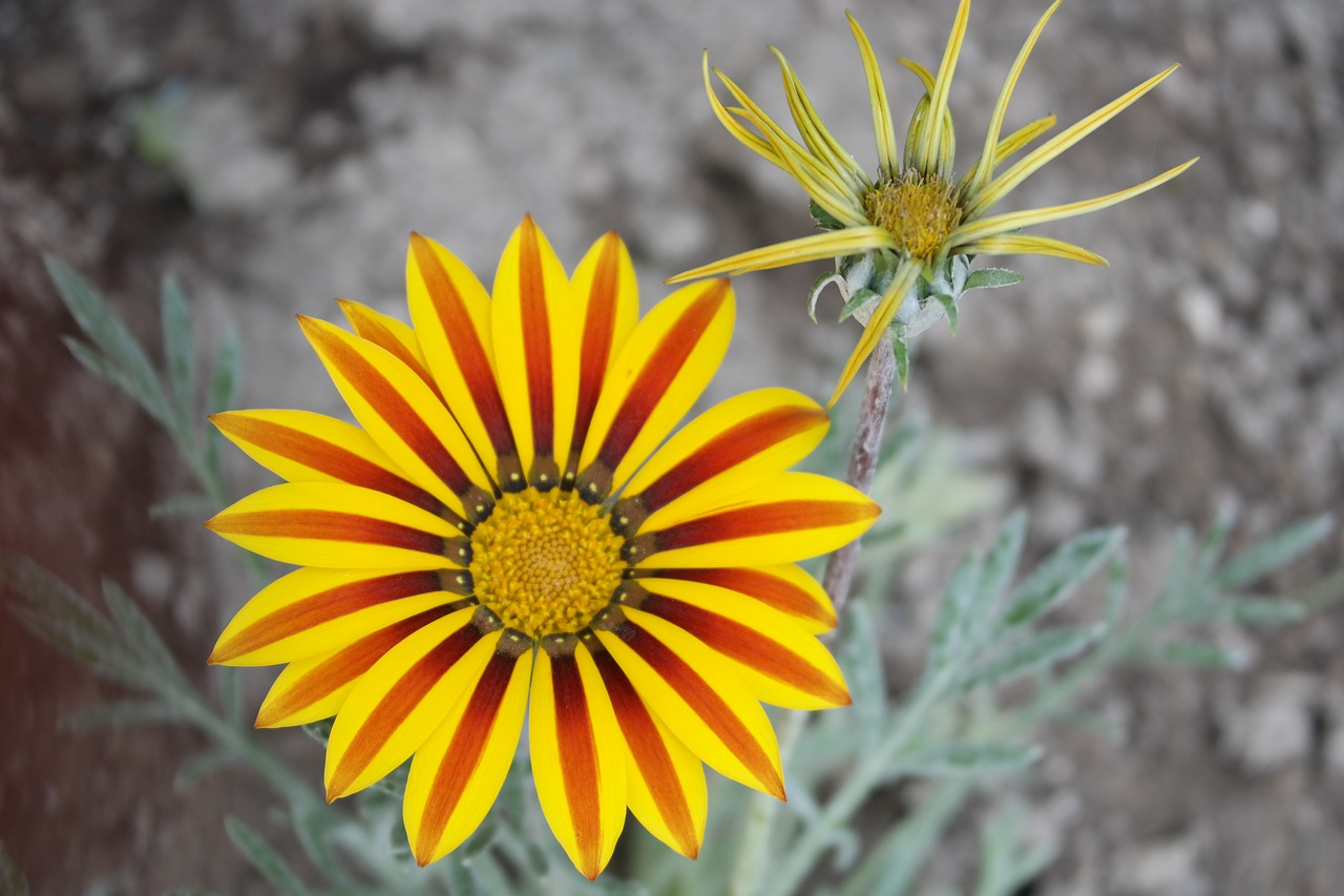 flower  macro  bright free photo