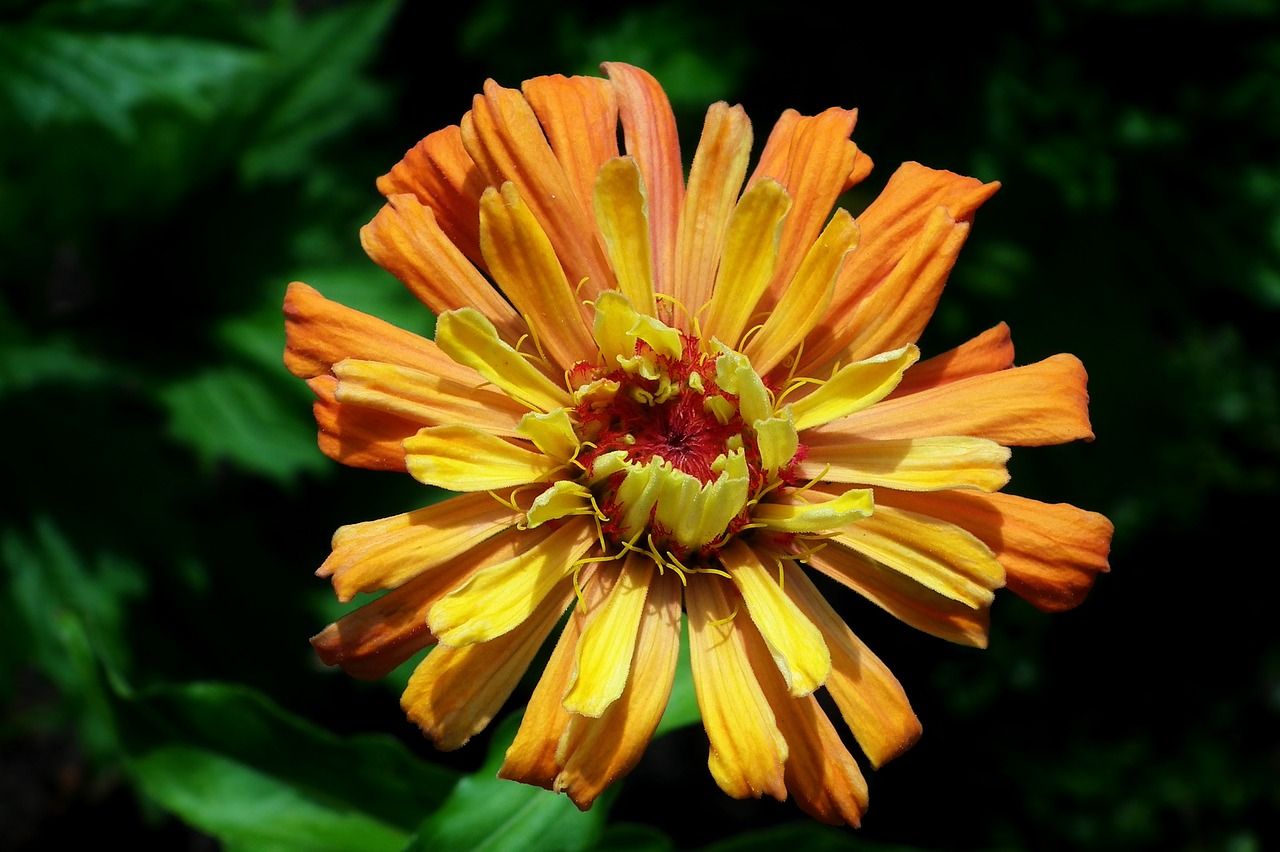 flower  zinnia  color free photo