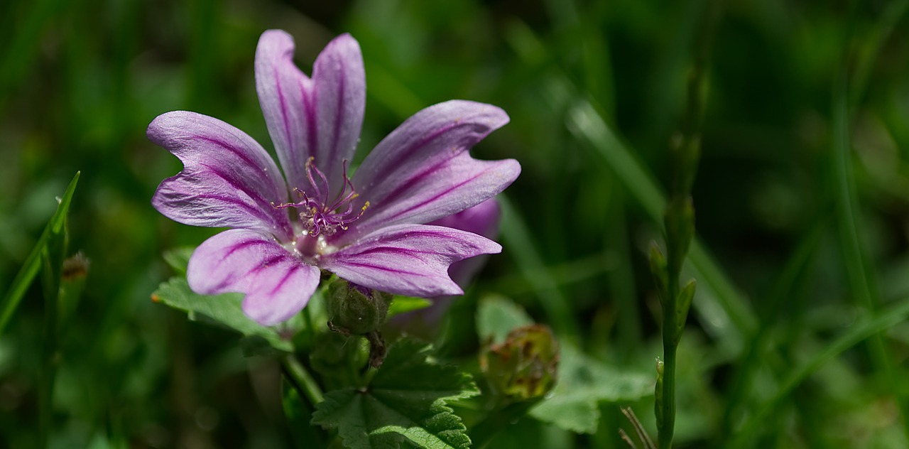 flower  blossom  bloom free photo