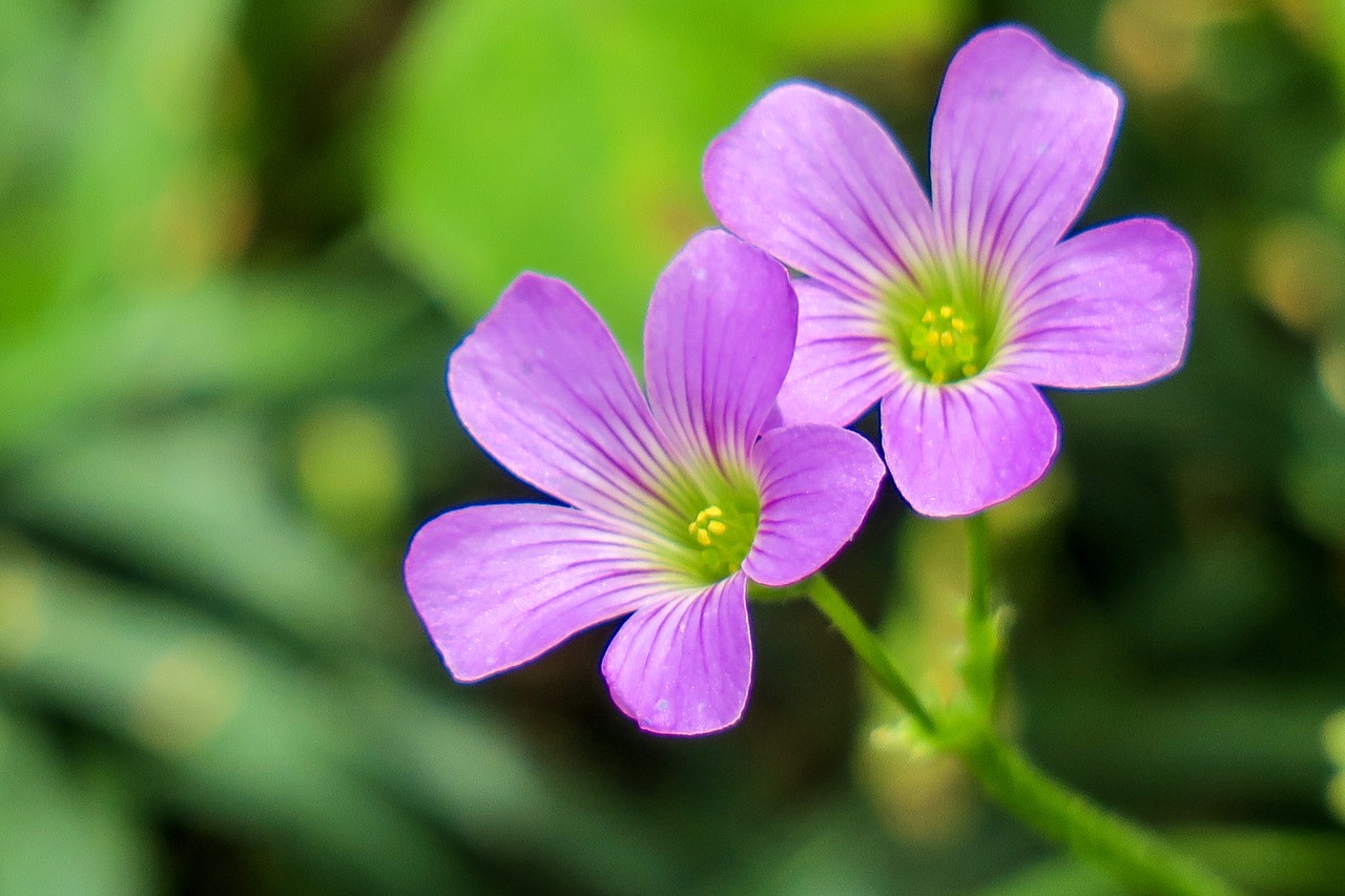 flower  natural  summer free photo