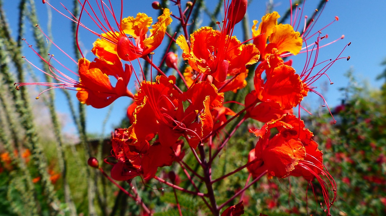 flower  orange  nature free photo