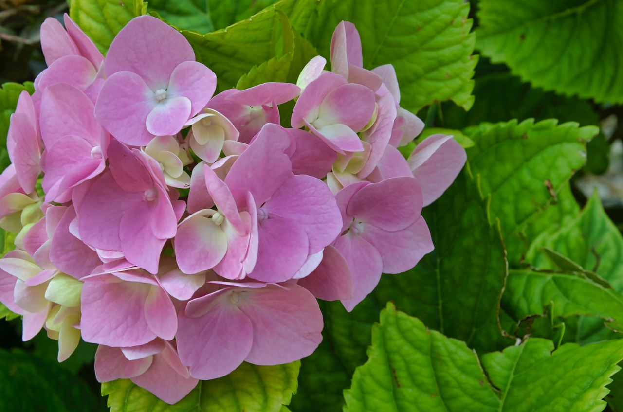 flower  rosa  hydrangea free photo