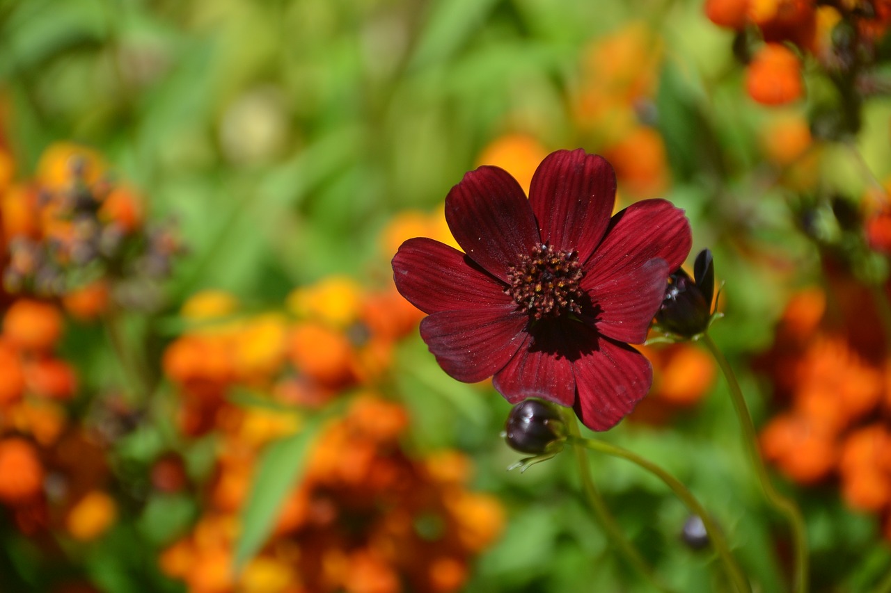 flower  orange  bloom free photo