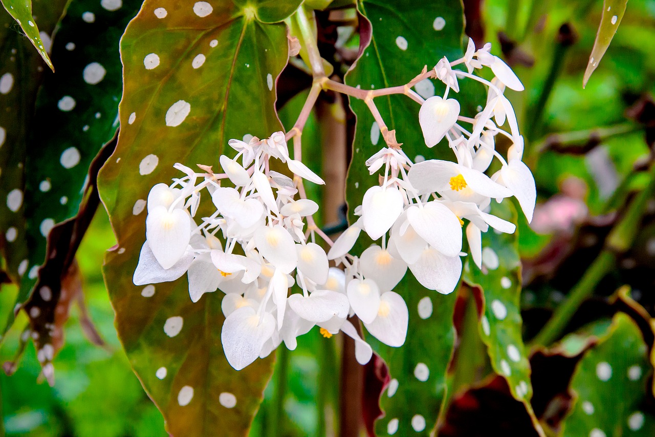 flower  white  garden free photo