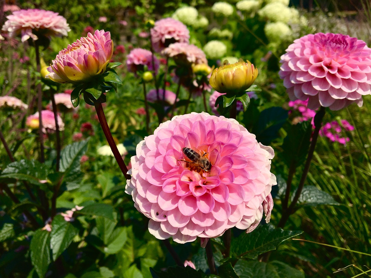 flower  dahlia  blossom free photo