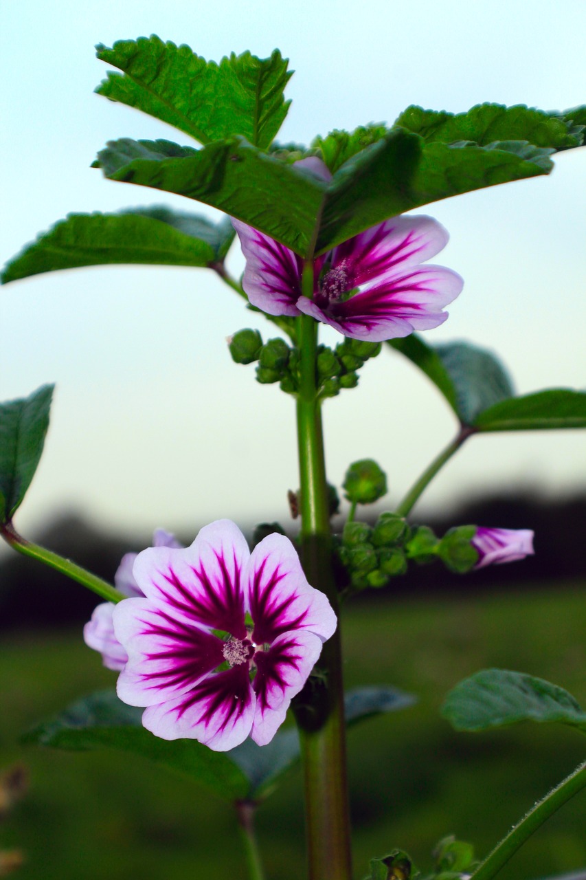 flower  close up  plant free photo