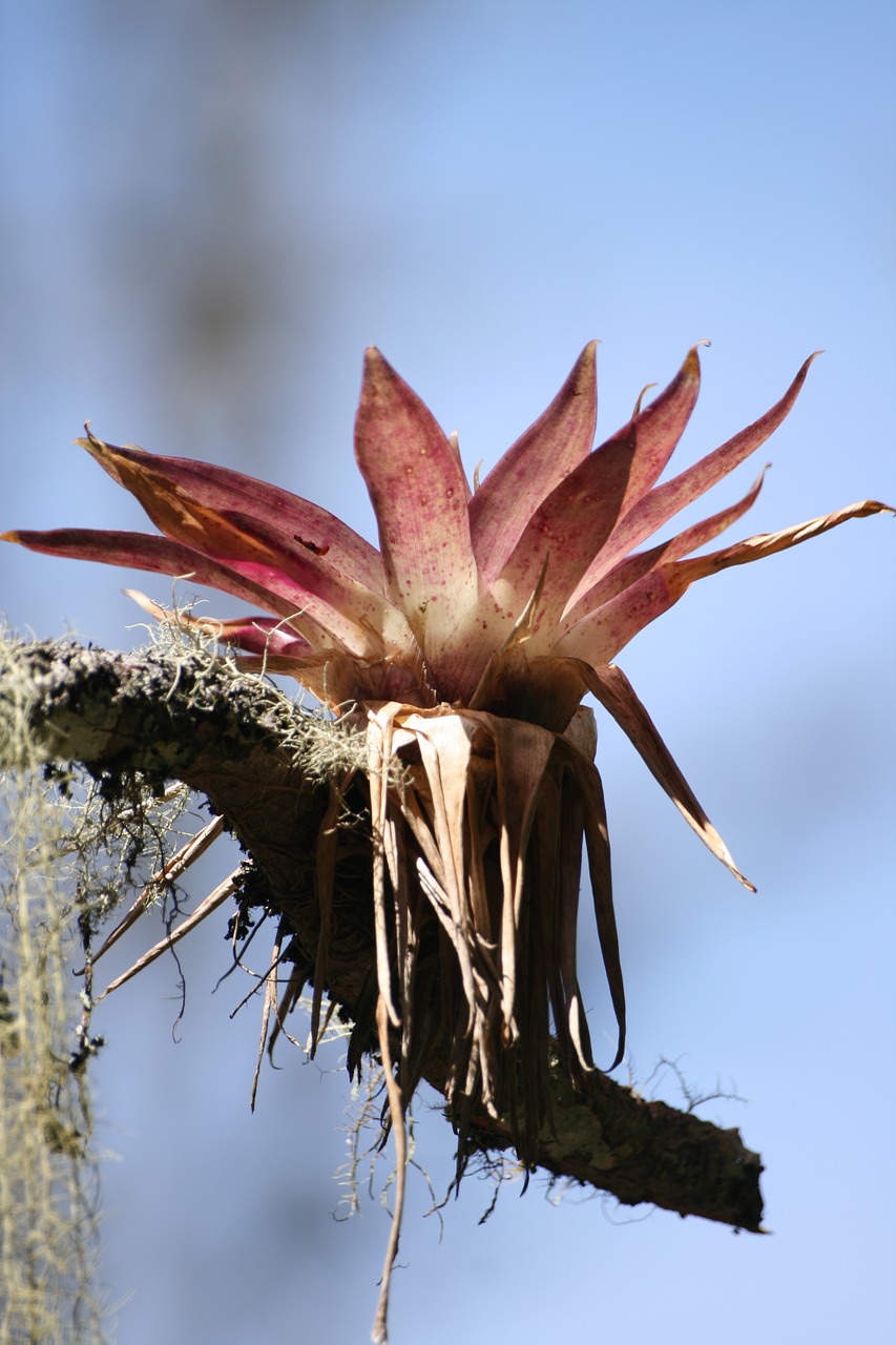 flower  bromeliads  tree free photo