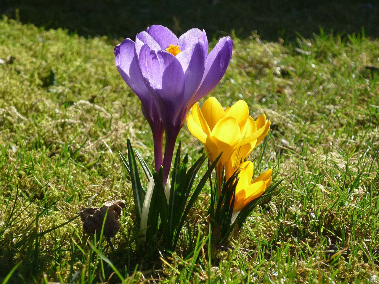 flower  crocus  nature free photo