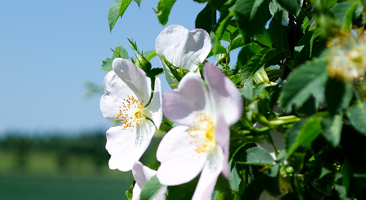 flower  blossom  bloom free photo