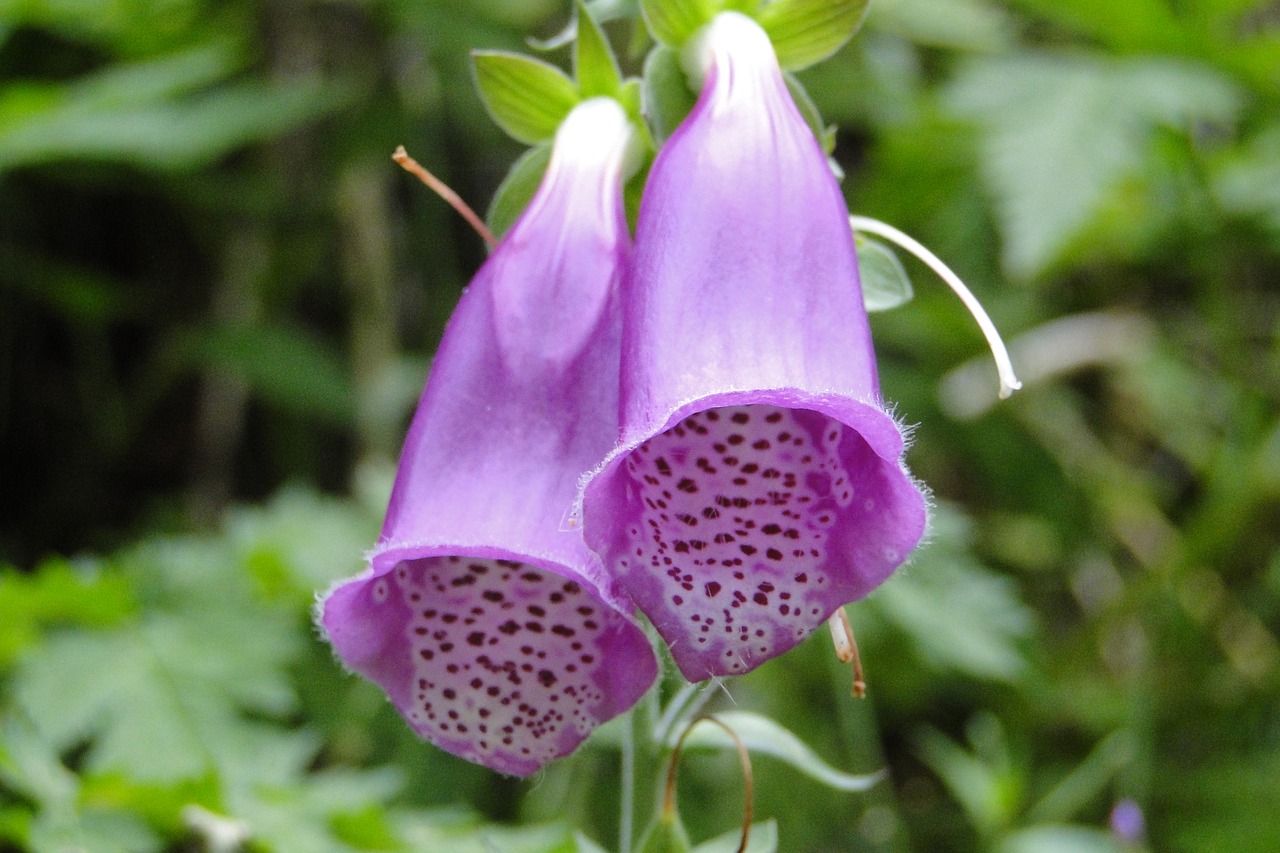 flower  violet  speckled free photo