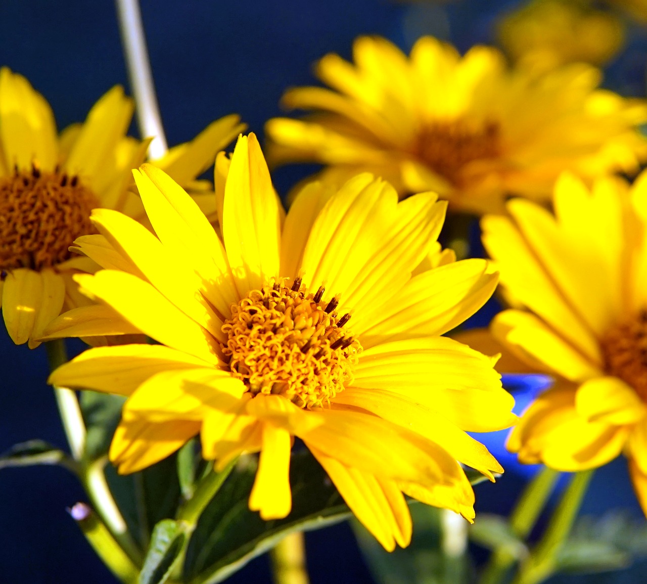 flower  yellow  blossom free photo