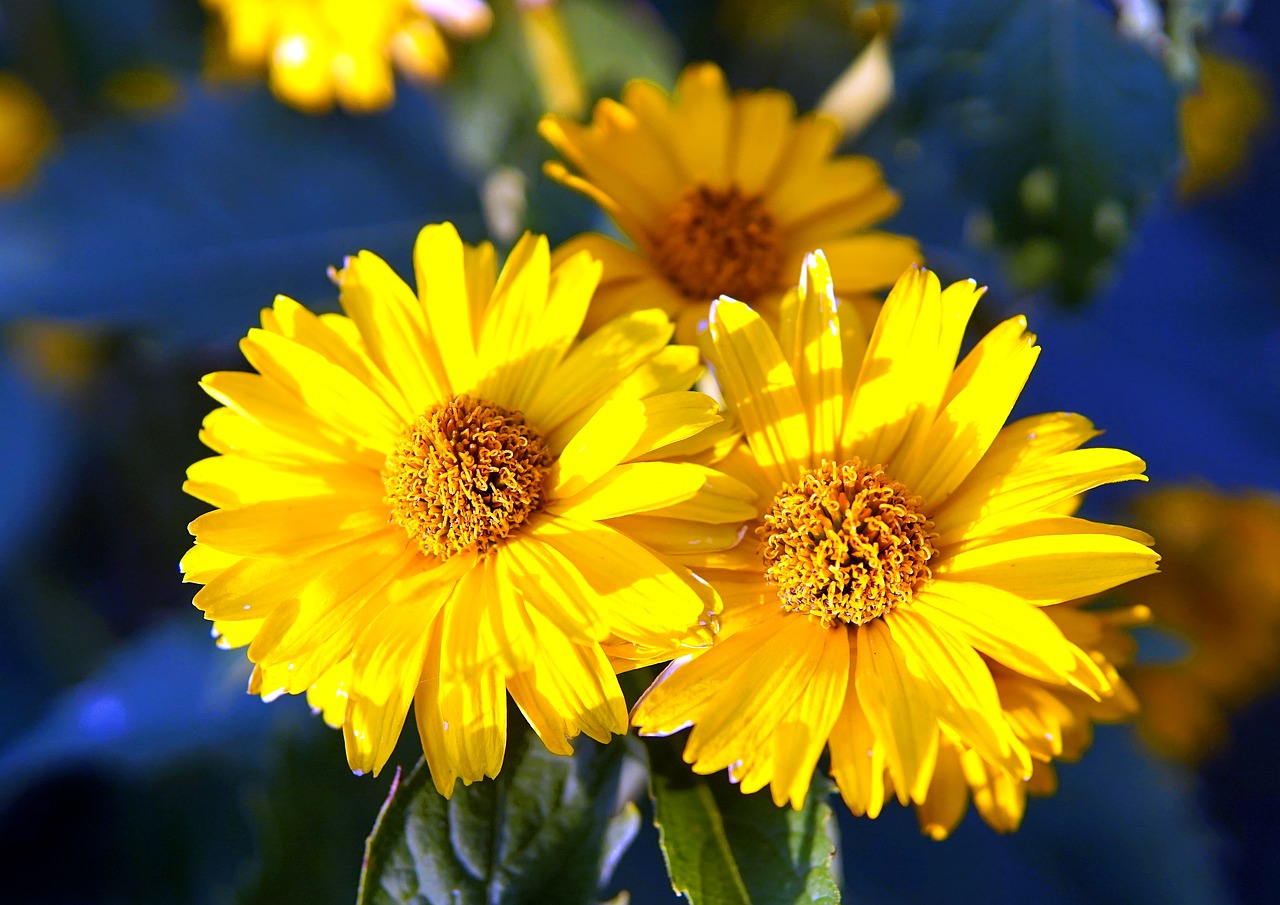 flower  yellow  blossom free photo