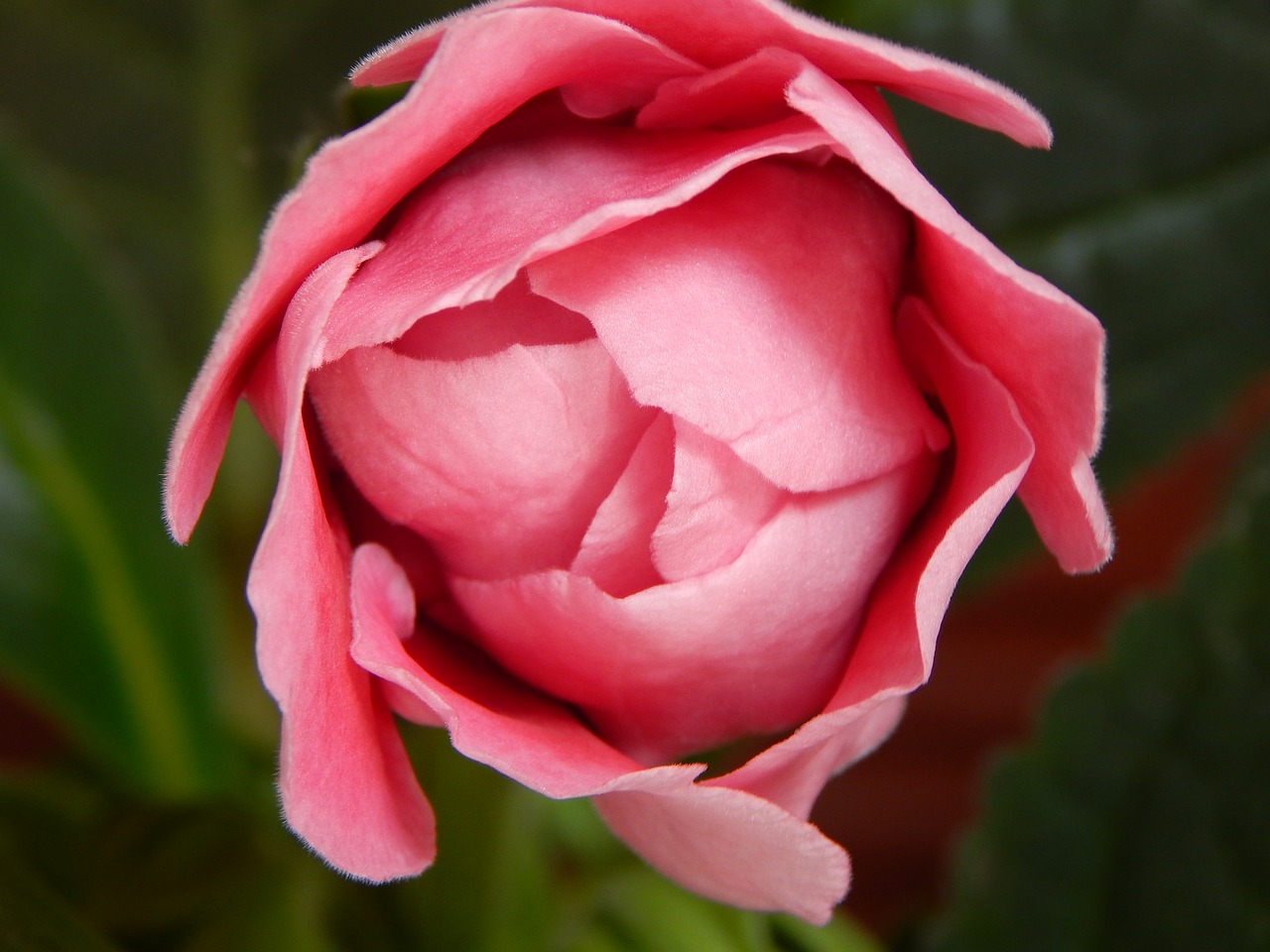 flower  rosa  beauty free photo