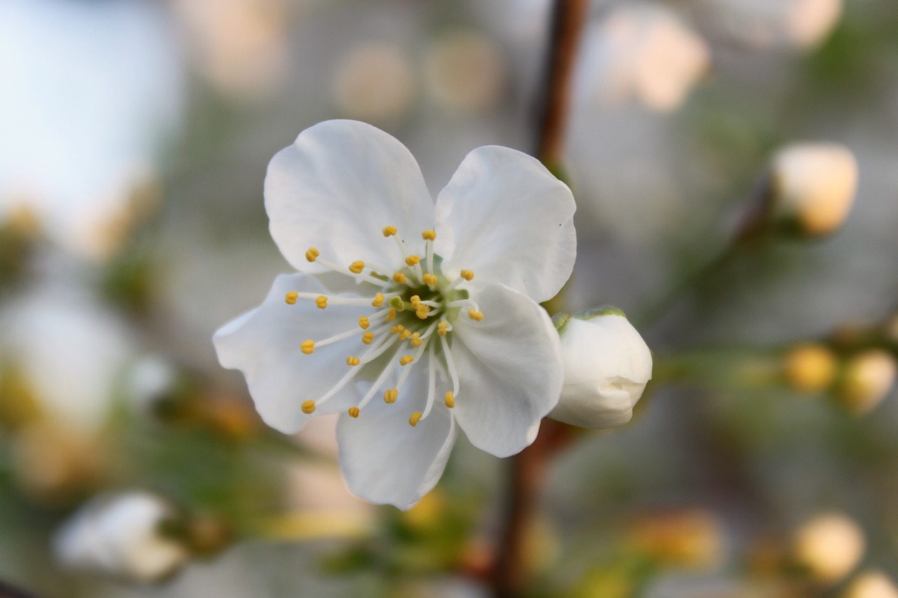 flower  white  spring free photo