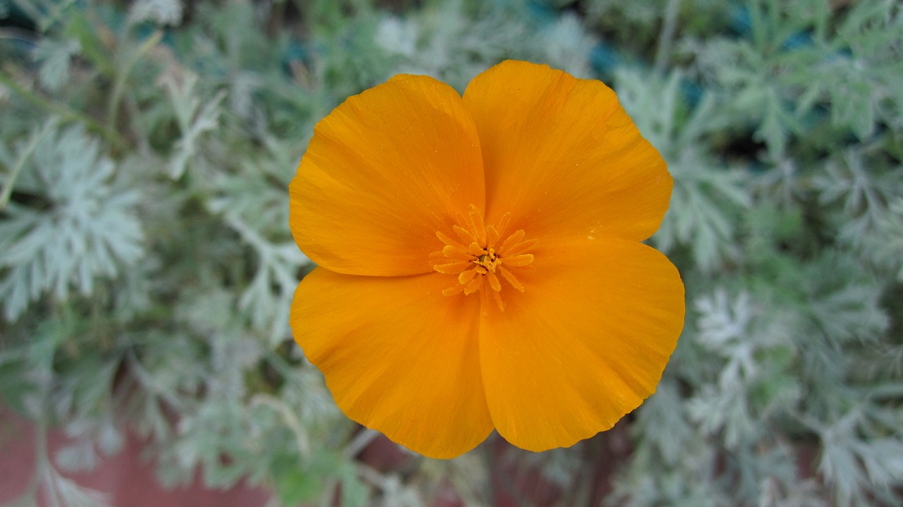 flower  orange  nature free photo