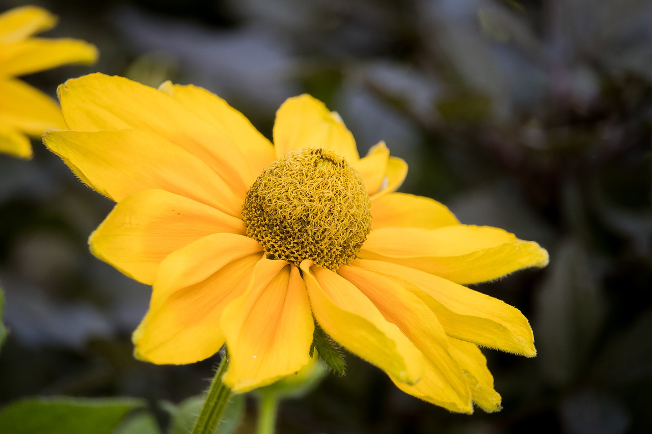 flower  blossom  bloom free photo