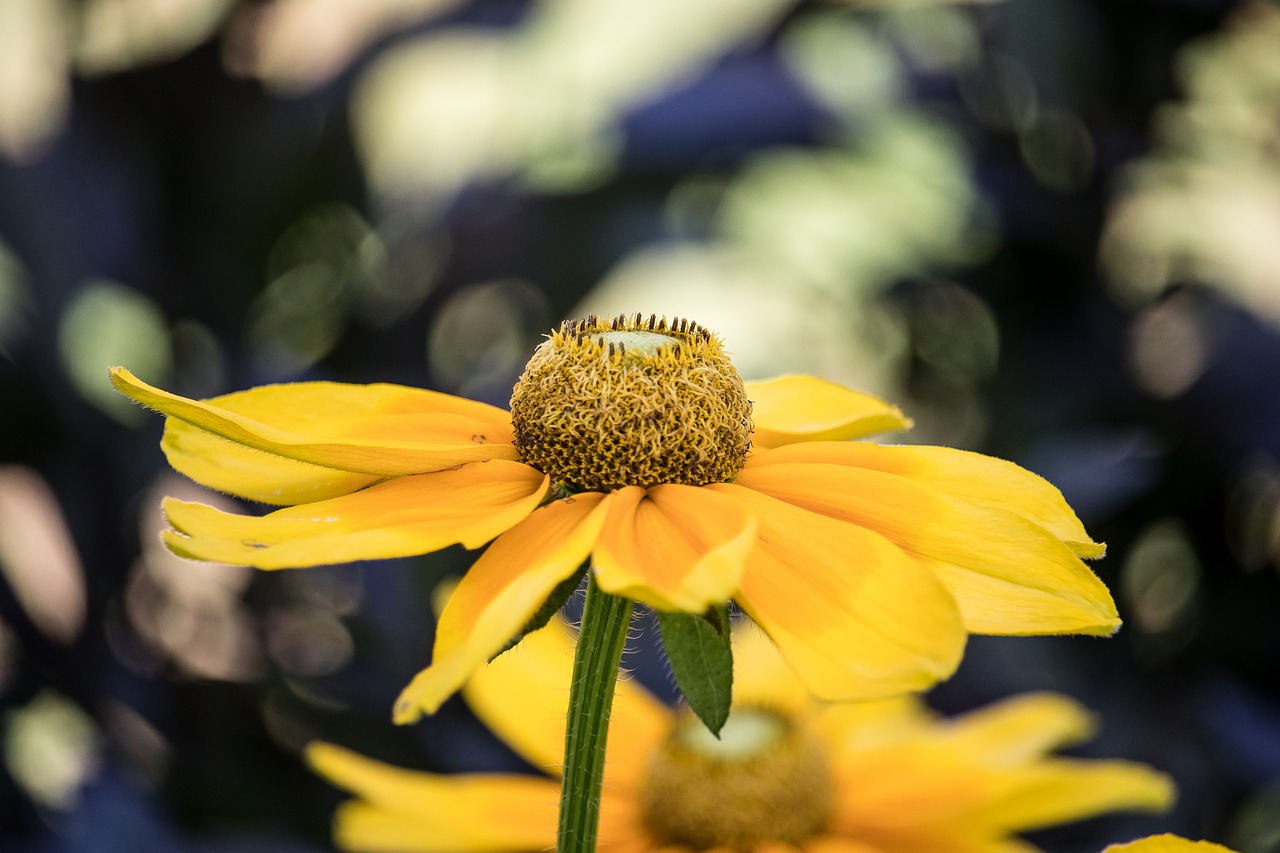 flower  blossom  bloom free photo