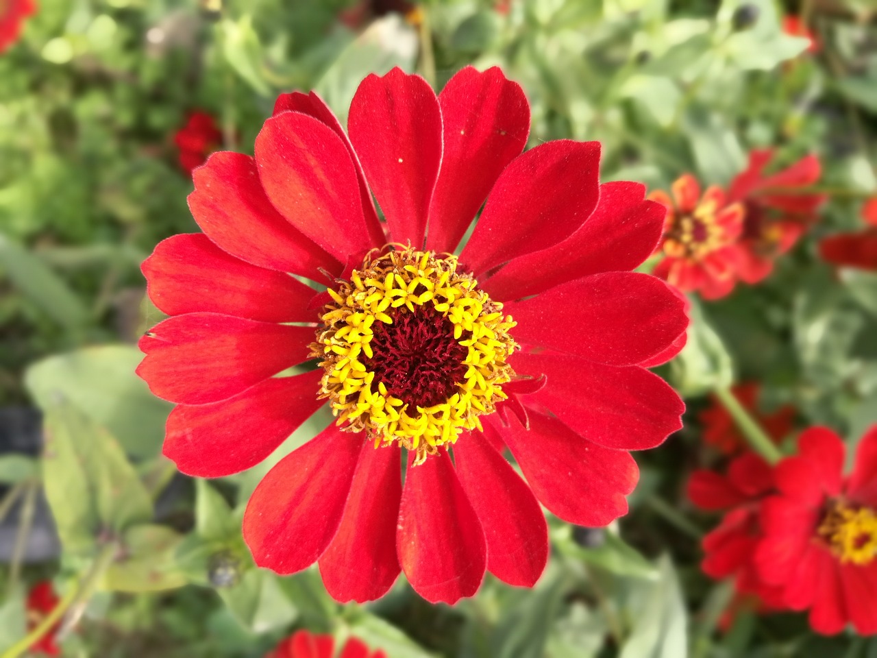 flower  red flowers  hope free photo