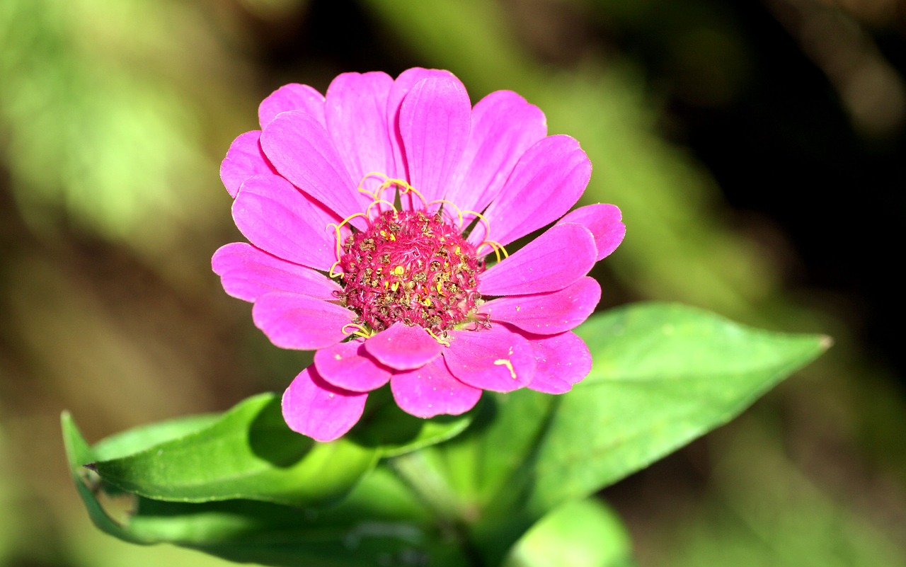 flower  garden  pink free photo