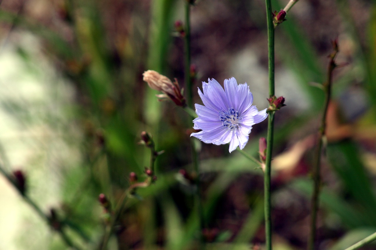 flower  nature  grass free photo