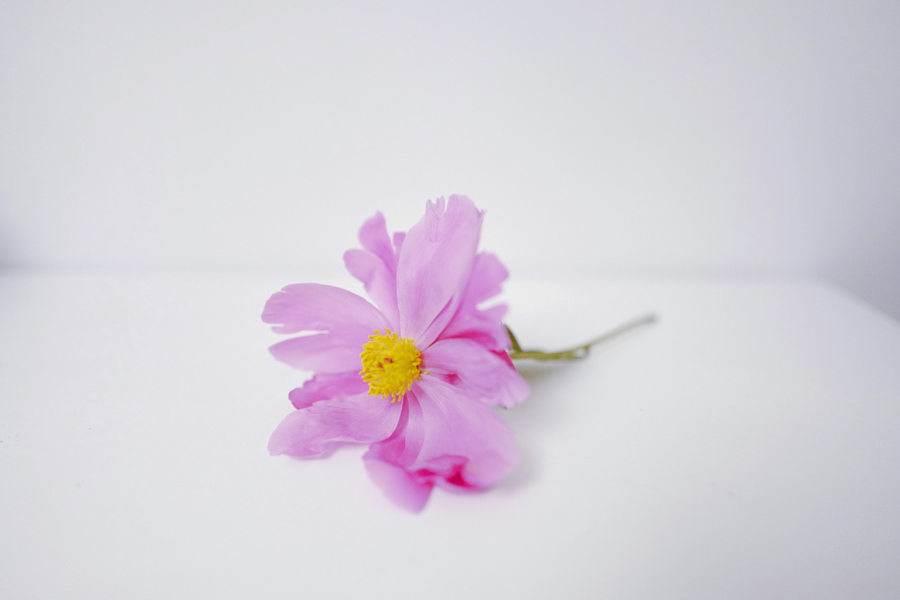 flower  daisy  purple free photo