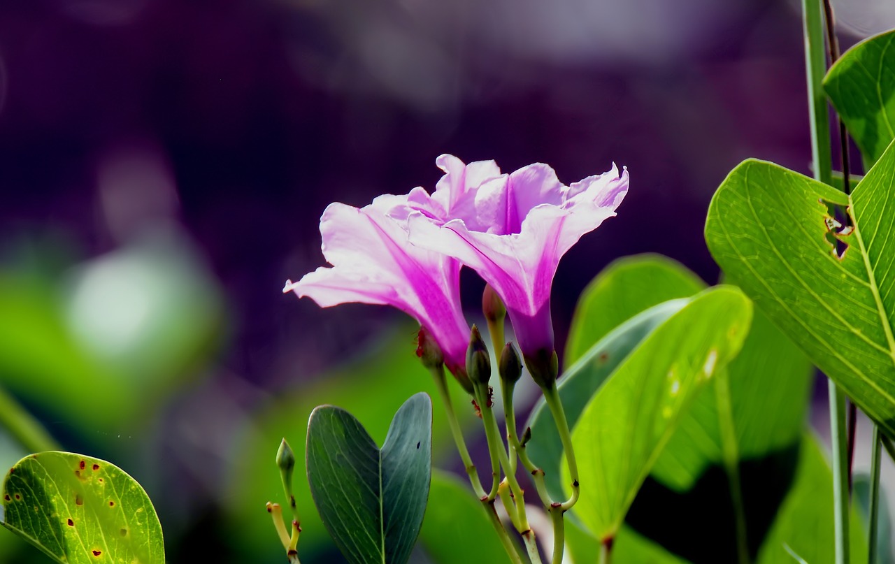 flower  blooming  wild free photo